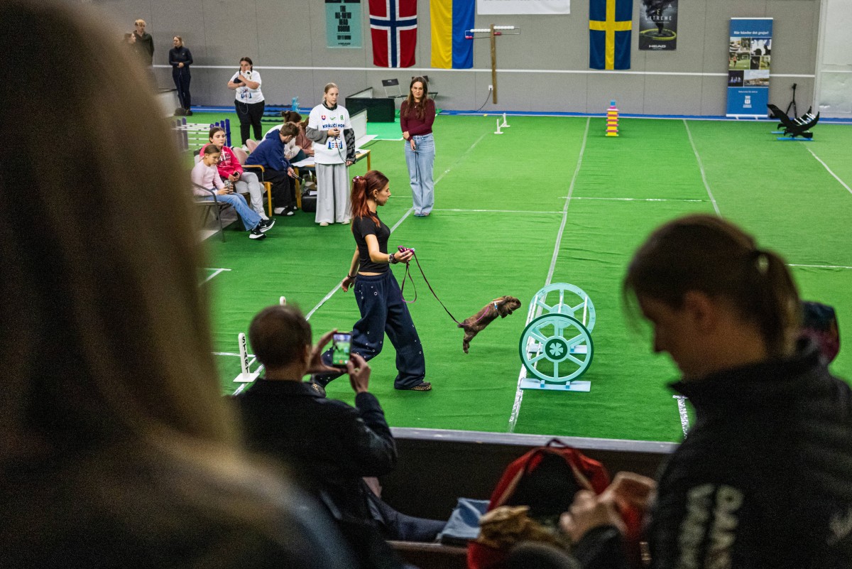 Um coelho salta sobre um obstáculo enquanto seu tratador o guia durante a competição de salto em distância no Campeonato Europeu de Salto de Coelhos em Lysekil, Suécia, em 9 de outubro de 2026.