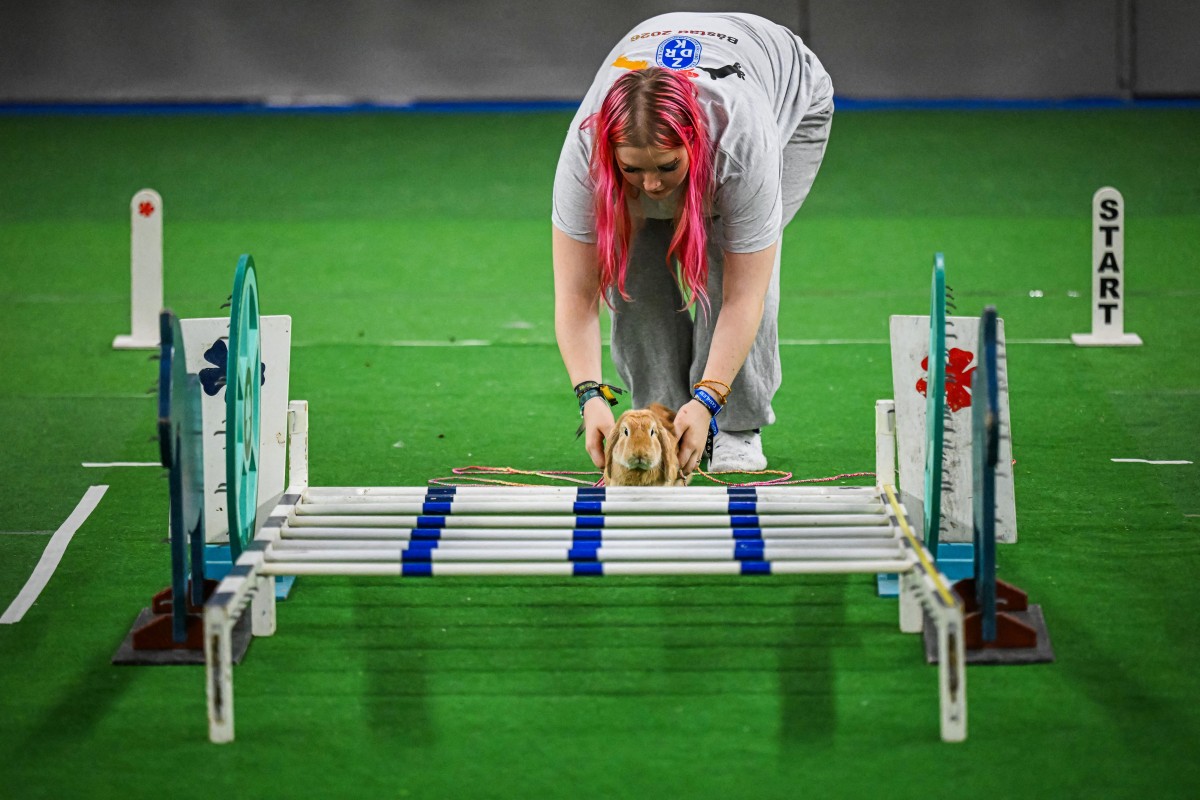 Um coelho salta sobre um obstáculo enquanto seu tratador o guia durante a competição de salto em distância no Campeonato Europeu de Salto de Coelhos em Lysekil, Suécia, em 9 de outubro de 2026.