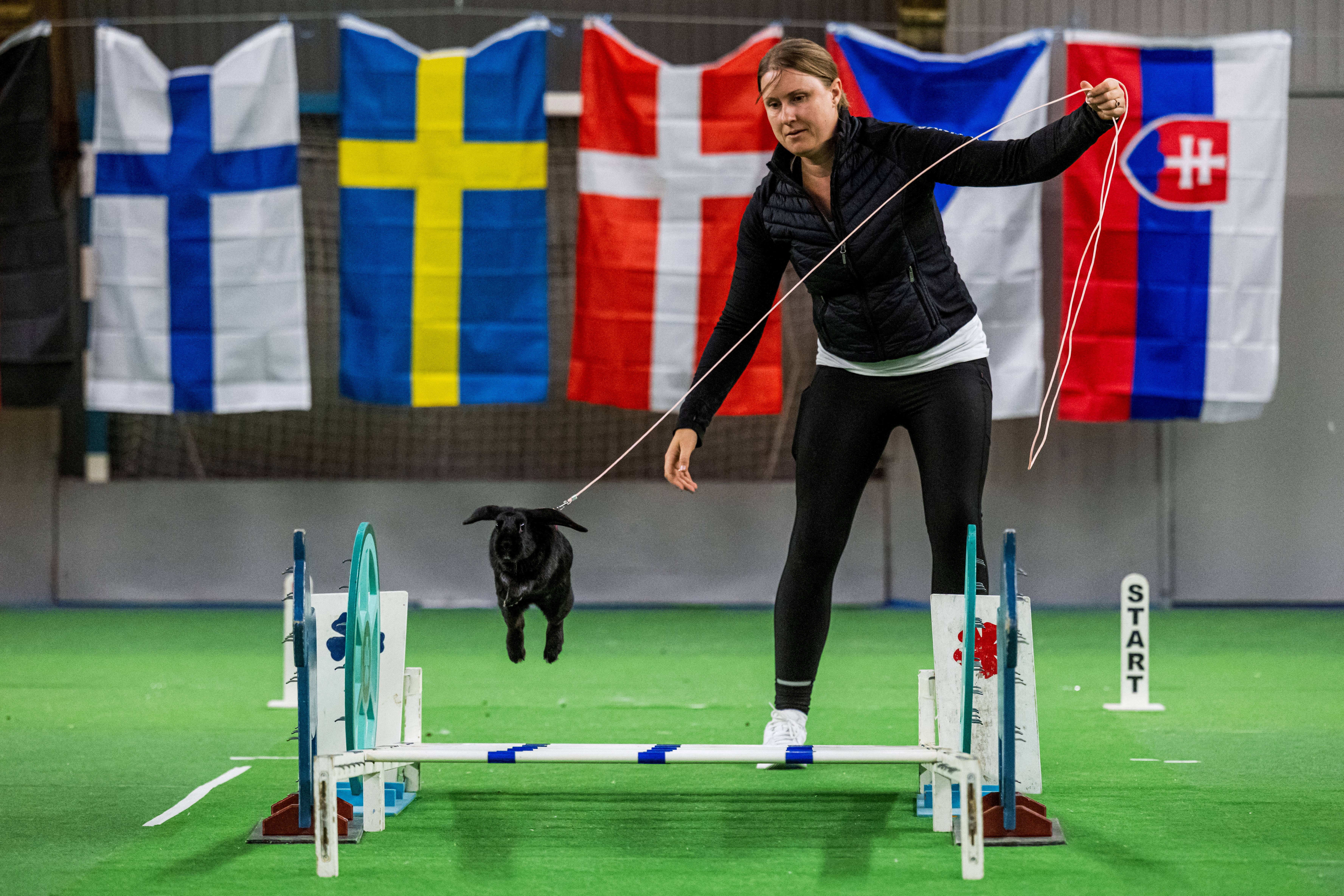 Um coelho salta sobre um obstáculo enquanto seu tratador o guia durante a competição de salto em distância no Campeonato Europeu de Salto de Coelhos em Lysekil, Suécia, em 9 de outubro de 2026.