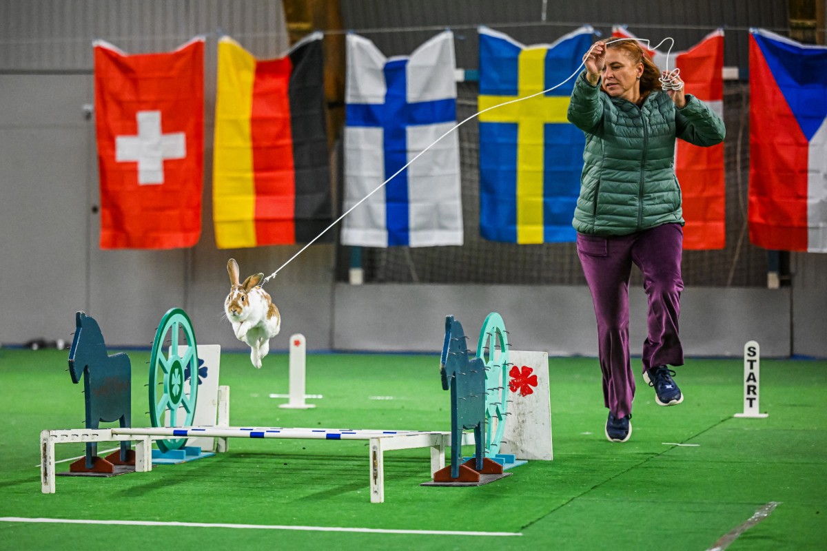 Um coelho salta sobre um obstáculo enquanto seu tratador o guia durante a competição de salto em distância no Campeonato Europeu de Salto de Coelhos em Lysekil, Suécia, em 9 de outubro de 2026.