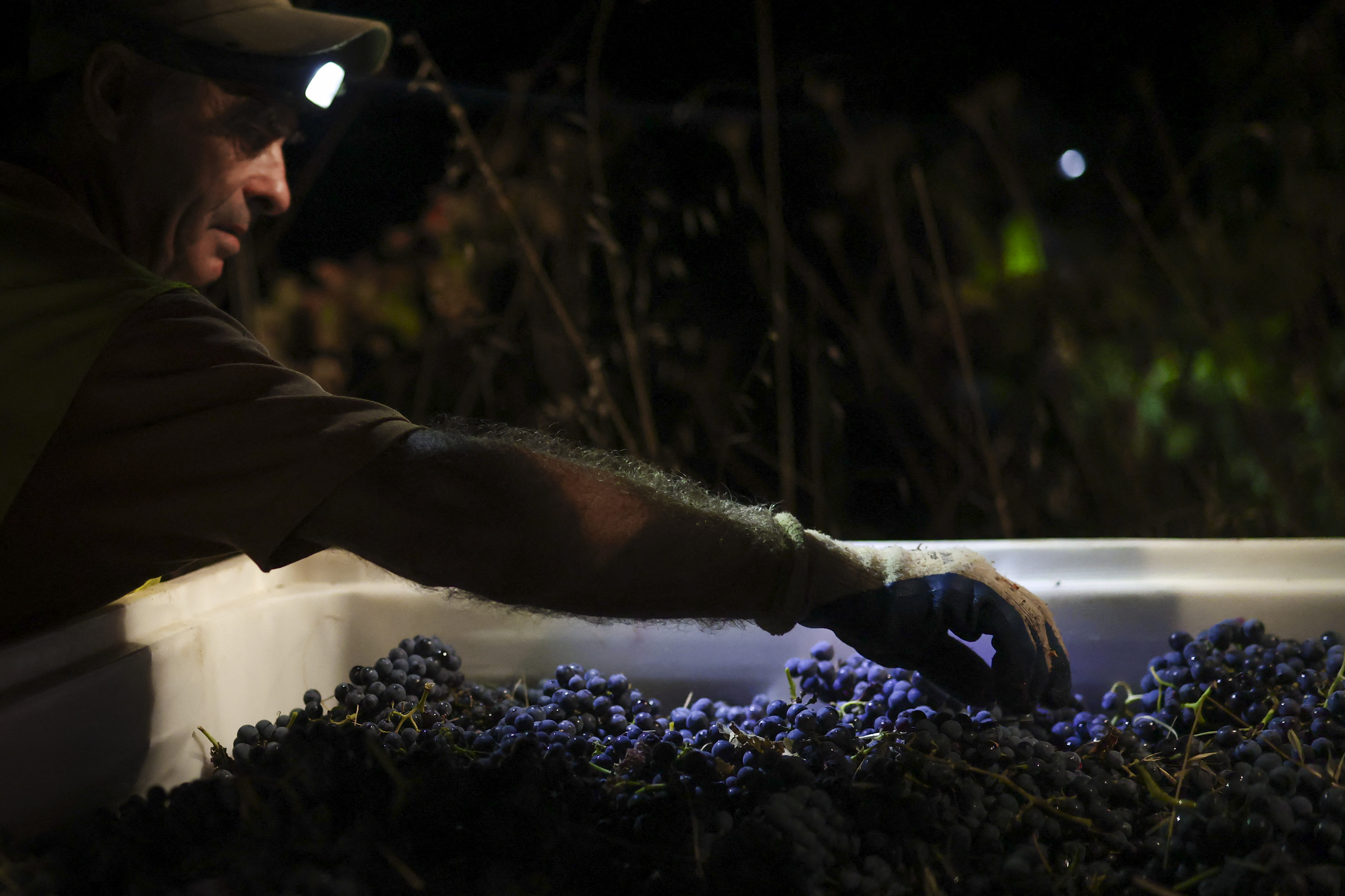 Um trabalhador da vinícola Herdade das Servas utiliza uma lanterna de cabeça durante a colheita noturna de uvas em Estremoz, em 3 de setembro de 2026. A colheita noturna é uma técnica estratégica de vinificação adotada principalmente em regiões de clima muito quente, como o Alentejo ou o Douro, onde as temperaturas diurnas de verão podem ultrapassar os 40°C.
