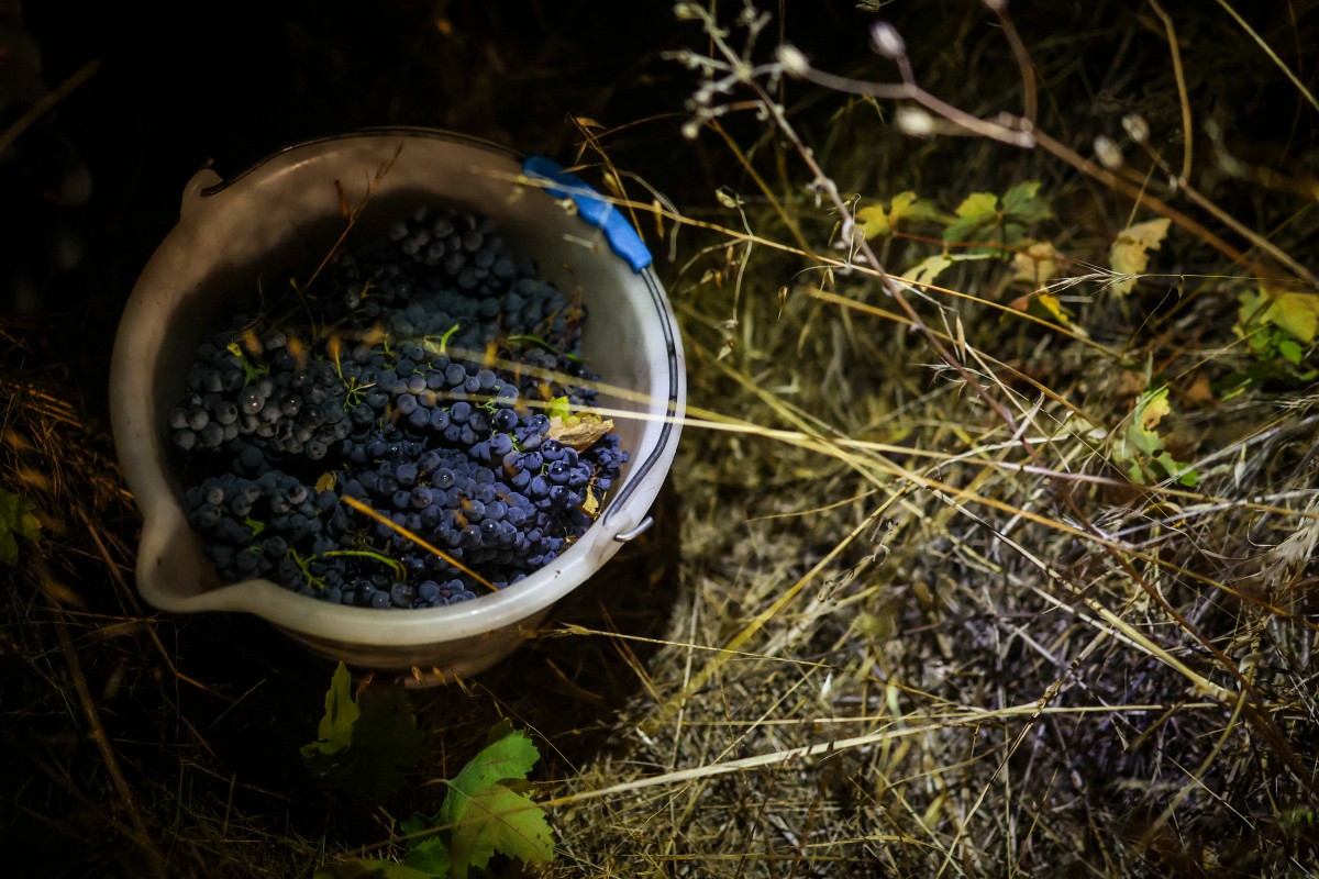 Um balde cheio de uvas recém-colhidas aparece em uma imagem da colheita noturna na vinícola Herdade das Servas, em Estremoz, em 3 de setembro de 2026. A colheita noturna é uma técnica estratégica de vinificação adotada principalmente em regiões de clima muito quente, como o Alentejo ou o Douro, onde as temperaturas diurnas de verão podem ultrapassar 40°C.