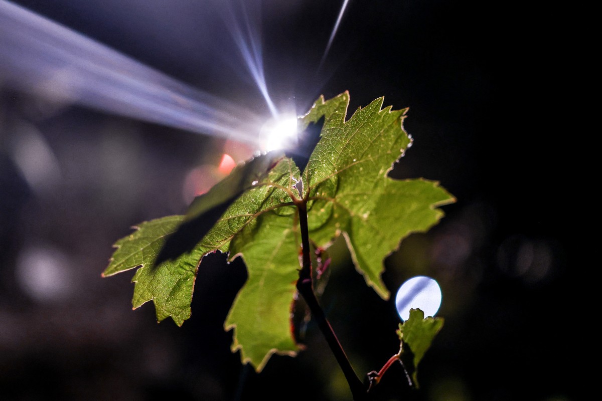 Uma folha de videira é vista durante a colheita noturna de uvas da vinícola Herdade das Servas, em Estremoz, em 3 de setembro de 2026. A colheita noturna é uma técnica estratégica de vinificação adotada principalmente em regiões de clima muito quente, como o Alentejo ou o Douro, onde as temperaturas diurnas de verão podem ultrapassar os 40°C.