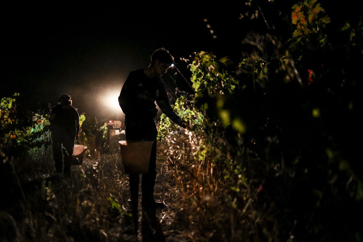 Trabalhadores da vinícola Herdade das Servas participam de uma colheita noturna de uvas em Estremoz, em 3 de setembro de 2026. A colheita noturna é uma técnica estratégica de vinificação adotada principalmente em regiões de clima muito quente, como o Alentejo ou o Douro, onde as temperaturas diurnas de verão podem ultrapassar 40°C.