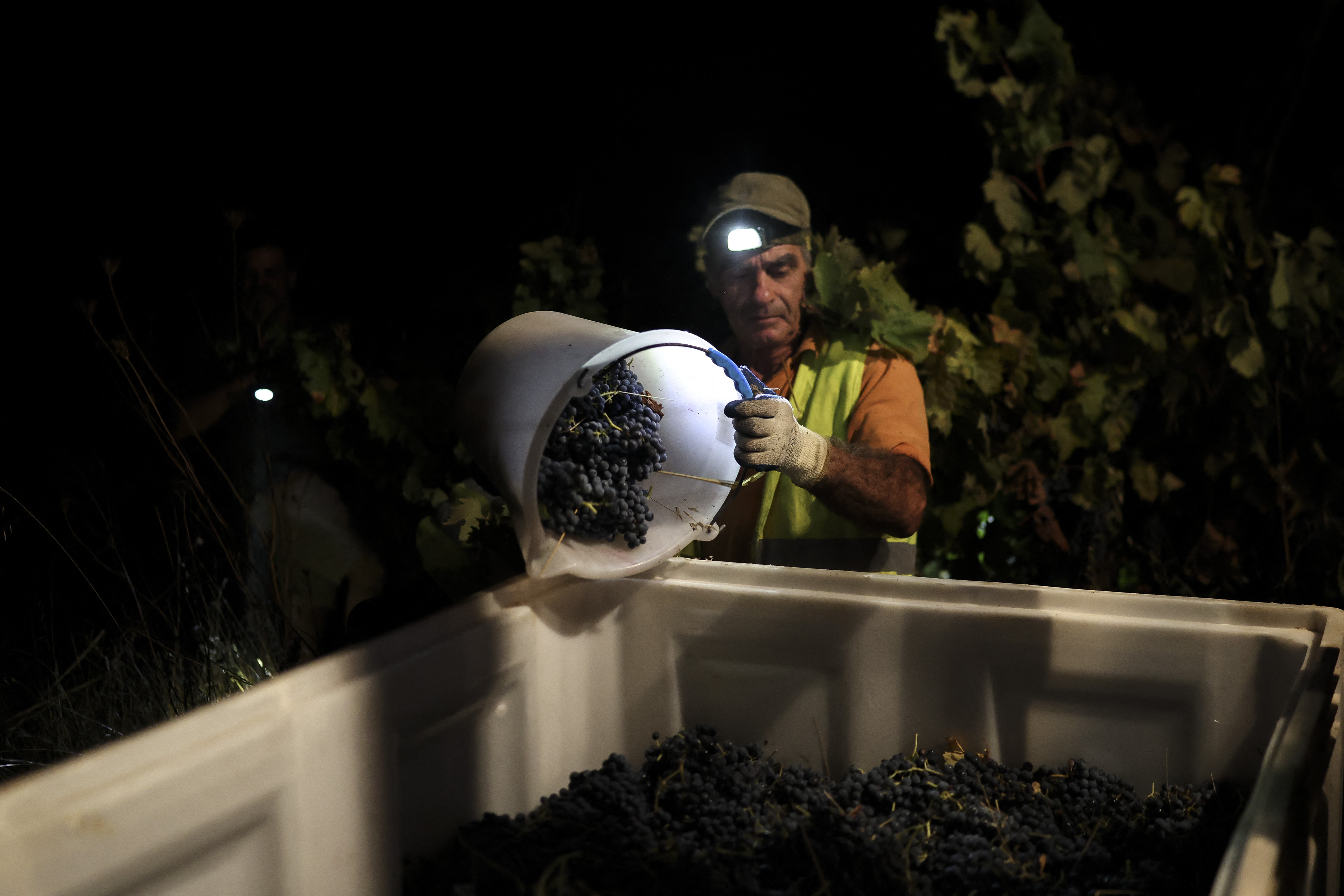 Um trabalhador da vinícola Herdade das Servas utiliza uma lanterna de cabeça durante a colheita noturna de uvas em Estremoz, em 3 de setembro de 2026. A colheita noturna é uma técnica estratégica de vinificação adotada principalmente em regiões de clima muito quente, como o Alentejo ou o Douro, onde as temperaturas diurnas de verão podem ultrapassar os 40°C.