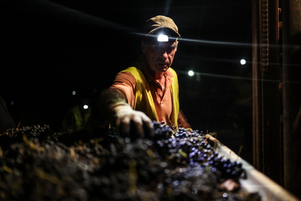 Um trabalhador da vinícola Herdade das Servas utiliza uma lanterna de cabeça durante a colheita noturna de uvas em Estremoz, em 3 de setembro de 2026. A colheita noturna é uma técnica estratégica de vinificação adotada principalmente em regiões de clima muito quente, como o Alentejo ou o Douro, onde as temperaturas diurnas de verão podem ultrapassar os 40°C.