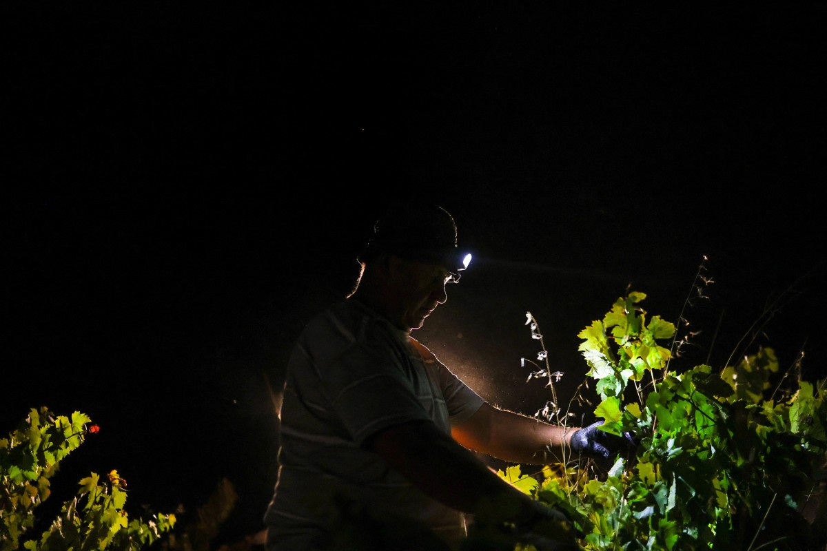 Um trabalhador da vinícola Herdade das Servas utiliza uma lanterna de cabeça durante a colheita noturna de uvas em Estremoz, em 3 de setembro de 2026. A colheita noturna é uma técnica estratégica de vinificação adotada principalmente em regiões de clima muito quente, como o Alentejo ou o Douro, onde as temperaturas diurnas de verão podem ultrapassar os 40°C.
