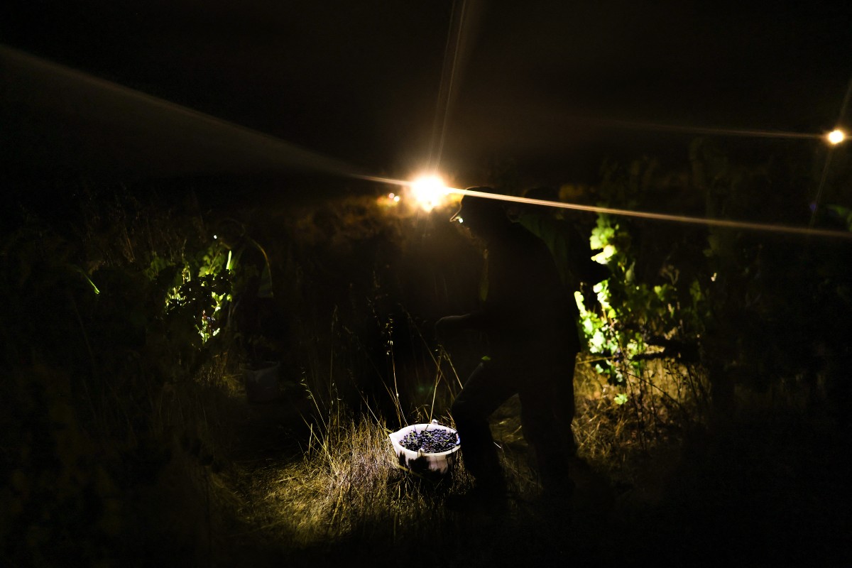 Trabalhadores da vinícola Herdade das Servas participam de uma colheita noturna de uvas em Estremoz, em 3 de setembro de 2026. A colheita noturna é uma técnica estratégica de vinificação adotada principalmente em regiões de clima muito quente, como o Alentejo ou o Douro, onde as temperaturas diurnas de verão podem ultrapassar 40°C.