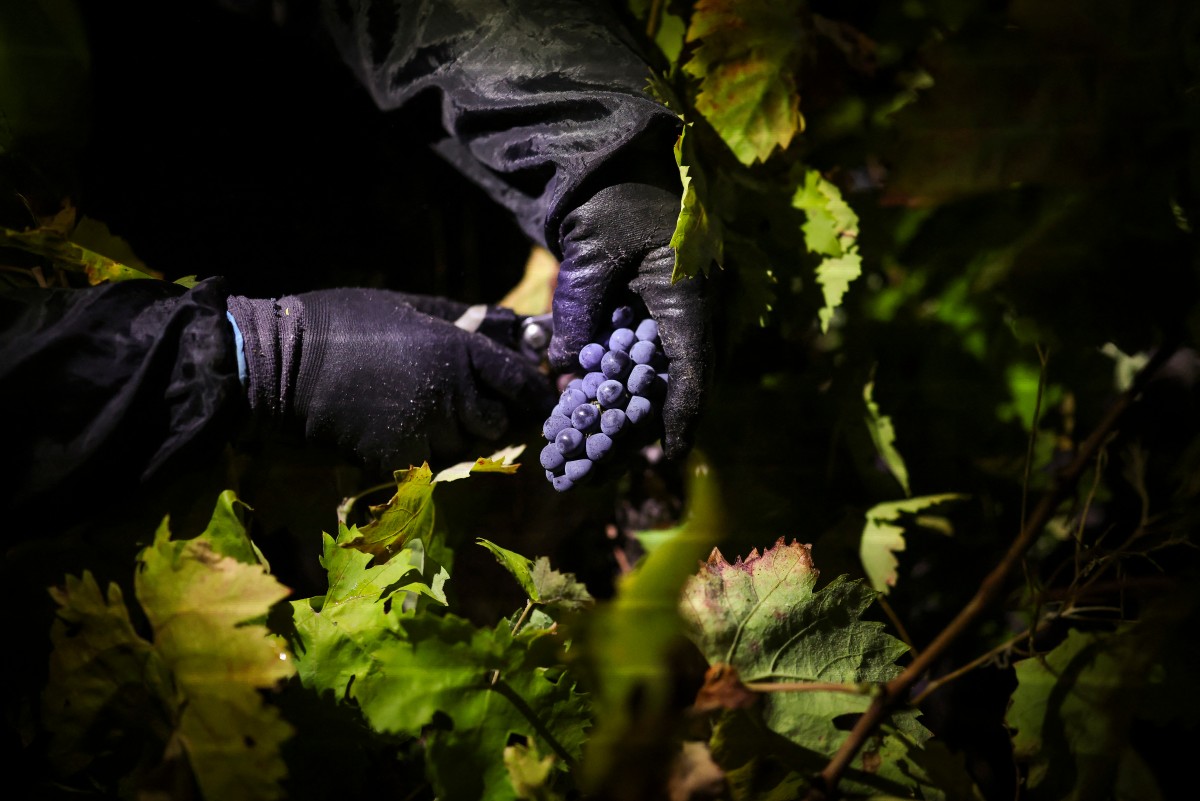 Trabalhadores da vinícola Herdade das Servas participam de uma colheita noturna de uvas em Estremoz, em 3 de setembro de 2026. A colheita noturna é uma técnica estratégica de vinificação adotada principalmente em regiões de clima muito quente, como o Alentejo ou o Douro, onde as temperaturas diurnas de verão podem ultrapassar 40°C.