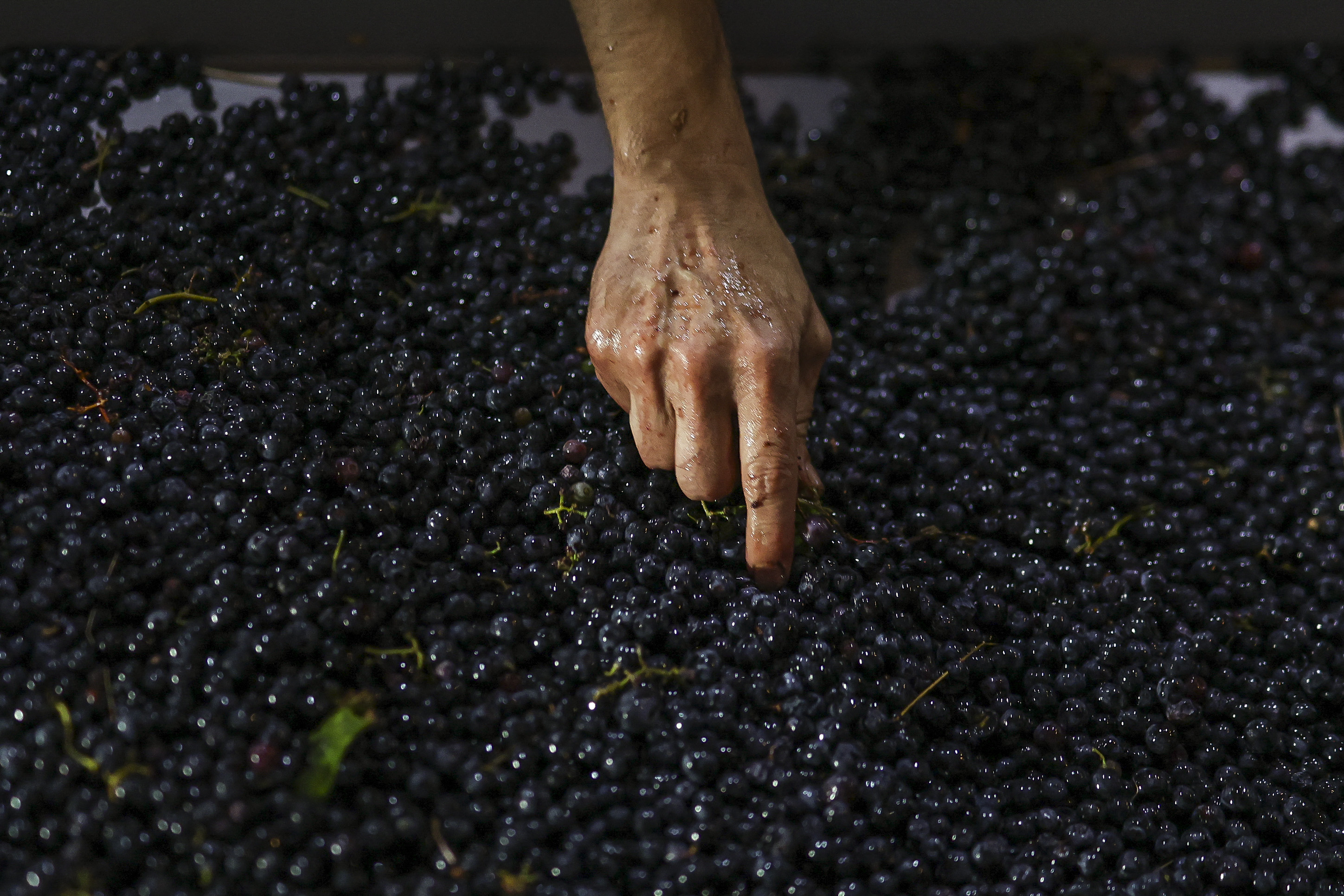 As uvas são processadas na vinícola Herdade das Servas após uma colheita noturna em Estremoz, em 4 de setembro de 2026. A colheita noturna é uma técnica estratégica de vinificação adotada principalmente em regiões de clima muito quente, como o Alentejo ou o Douro, onde as temperaturas diurnas de verão podem ultrapassar 40°C.