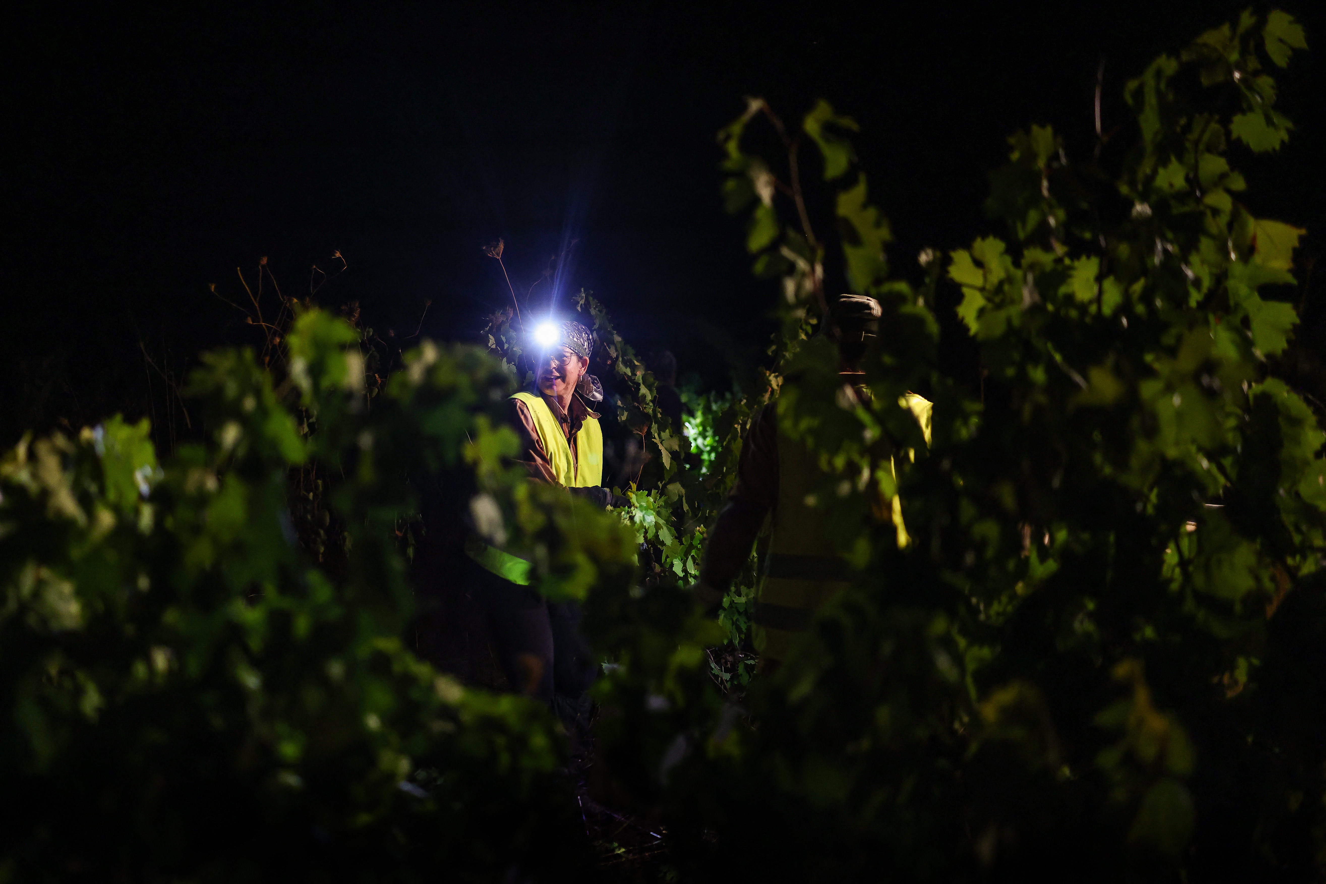 Um trabalhador da vinícola Herdade das Servas utiliza uma lanterna de cabeça durante a colheita noturna de uvas em Estremoz, em 3 de setembro de 2026. A colheita noturna é uma técnica estratégica de vinificação adotada principalmente em regiões de clima muito quente, como o Alentejo ou o Douro, onde as temperaturas diurnas de verão podem ultrapassar os 40°C.