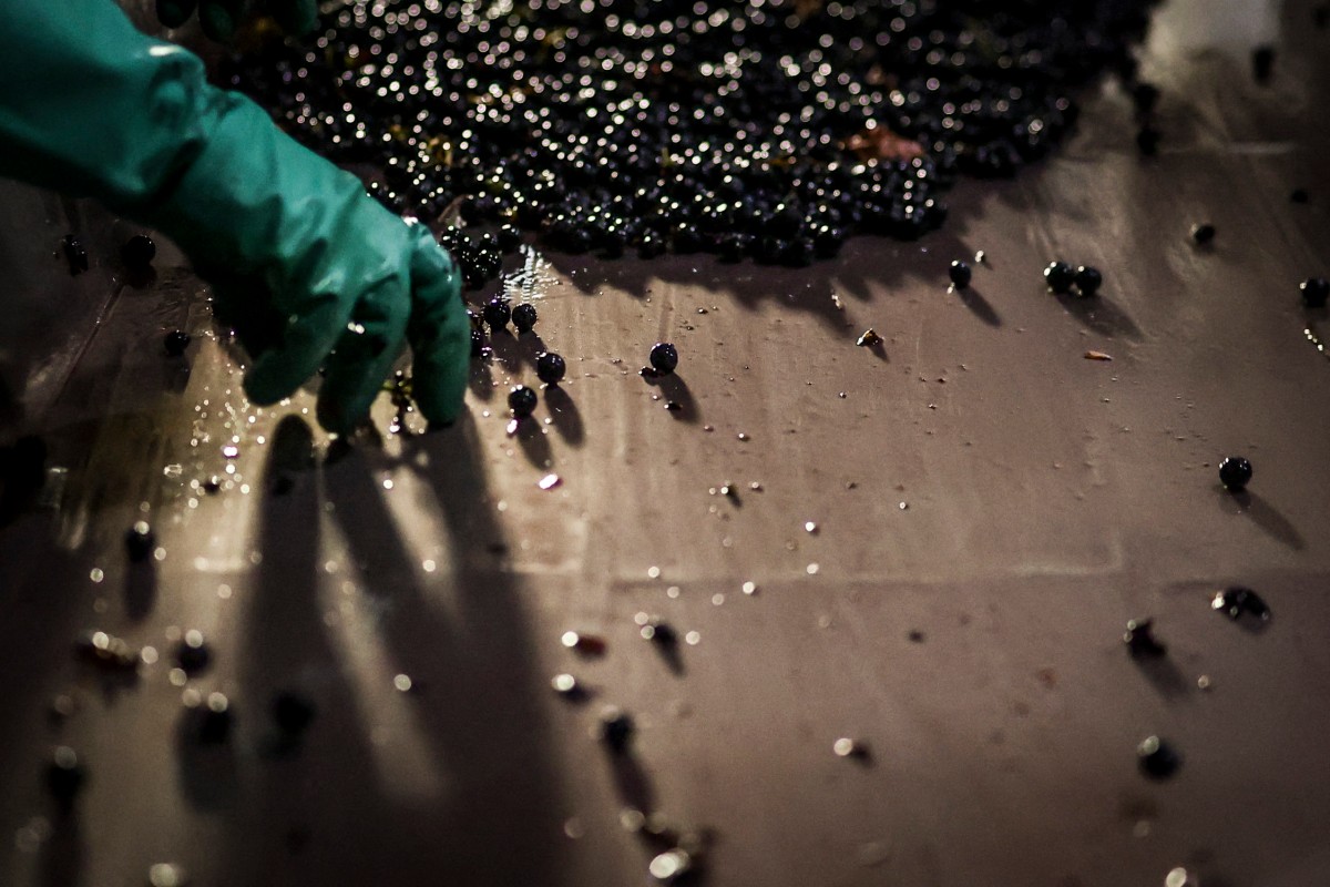 As uvas são processadas na vinícola Herdade das Servas após uma colheita noturna em Estremoz, em 4 de setembro de 2026. A colheita noturna é uma técnica estratégica de vinificação adotada principalmente em regiões de clima muito quente, como o Alentejo ou o Douro, onde as temperaturas diurnas de verão podem ultrapassar 40°C.