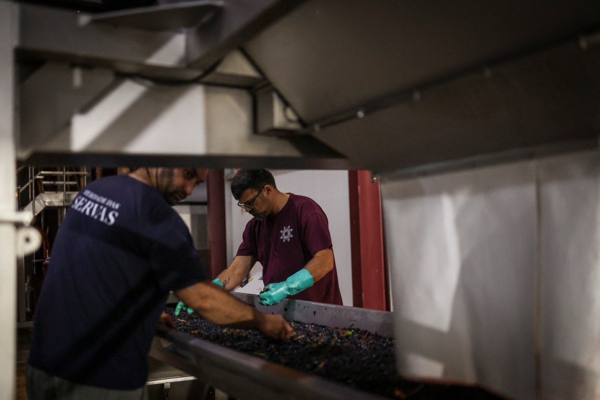 As uvas são processadas na vinícola Herdade das Servas após uma colheita noturna em Estremoz, em 4 de setembro de 2026. A colheita noturna é uma técnica estratégica de vinificação adotada principalmente em regiões de clima muito quente, como o Alentejo ou o Douro, onde as temperaturas diurnas de verão podem ultrapassar 40°C.