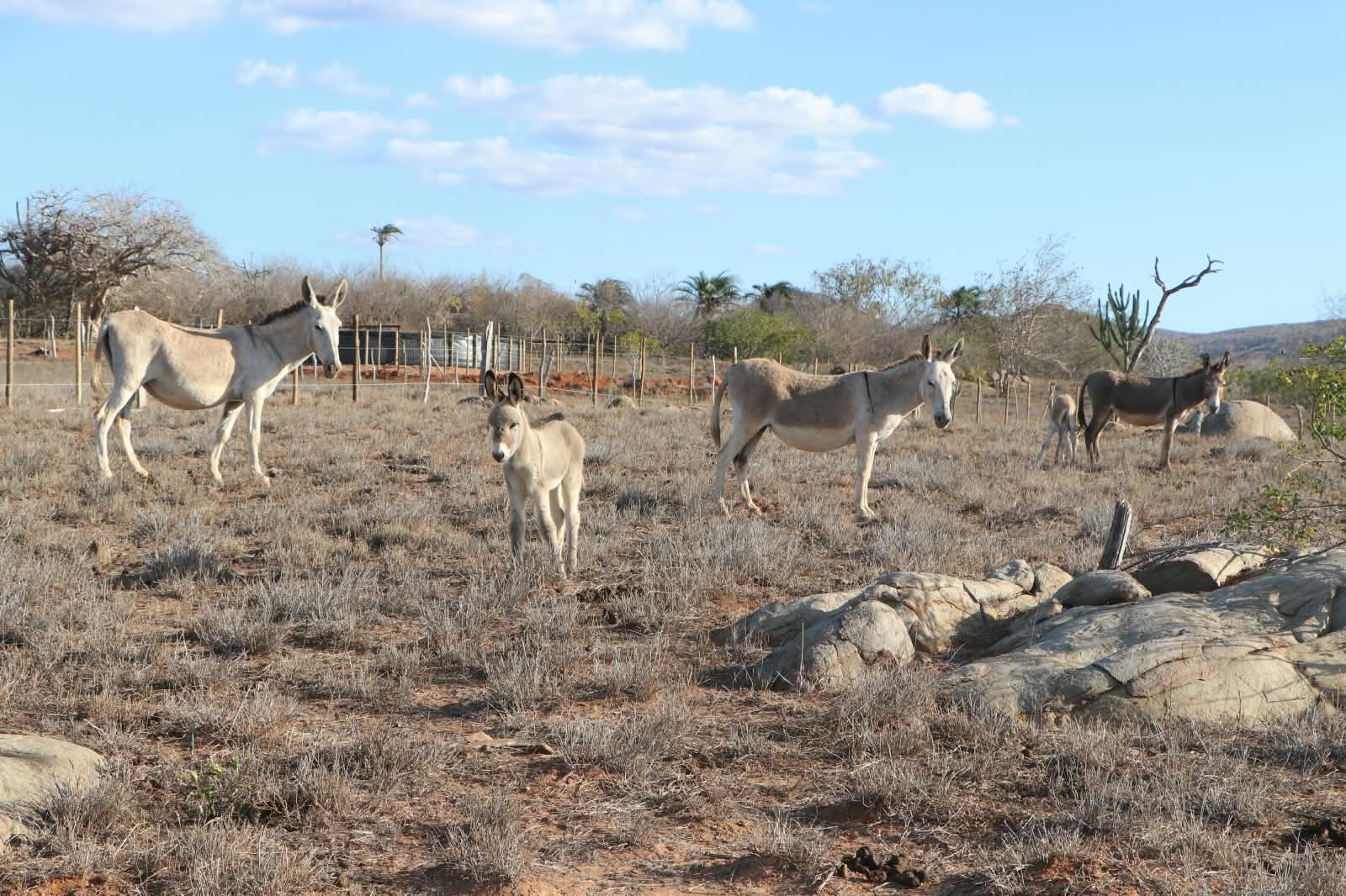 Jegue Land: fazenda na Bahia aposta na ciência para valorizar jumentos