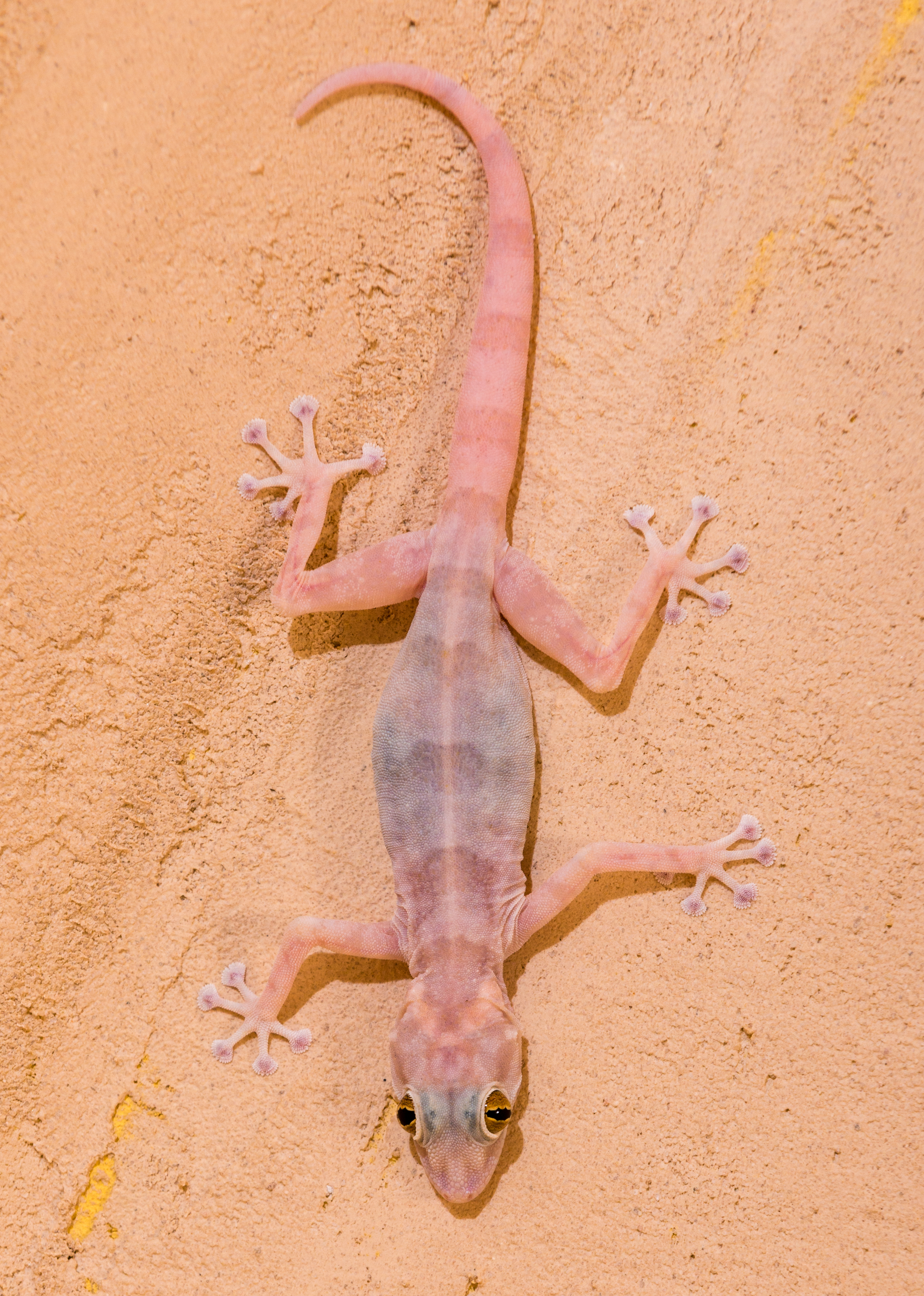 Small gecko lizard on a wall hunting