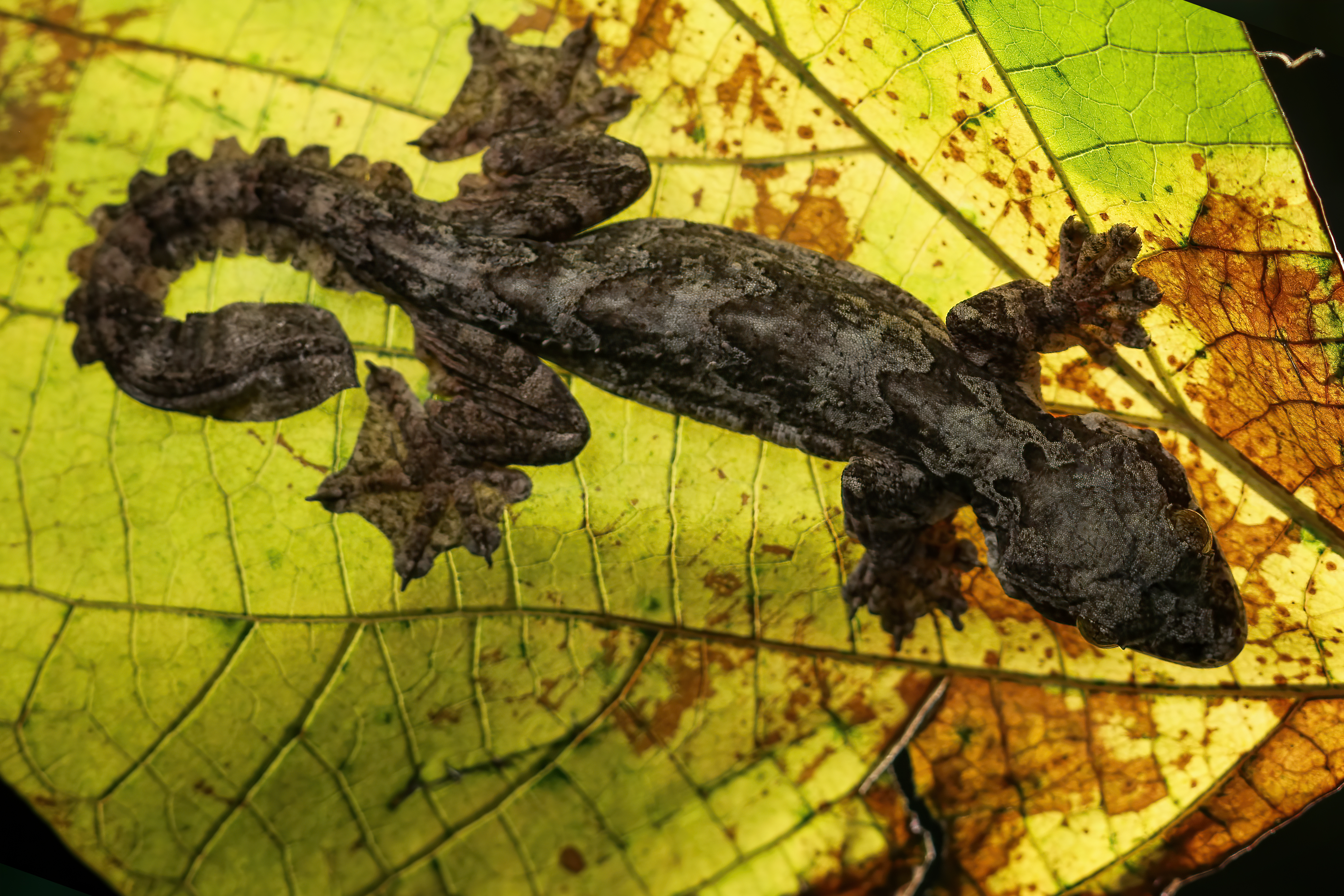 Lagartixas aparecem com frequência em casa por um motivo inusitado