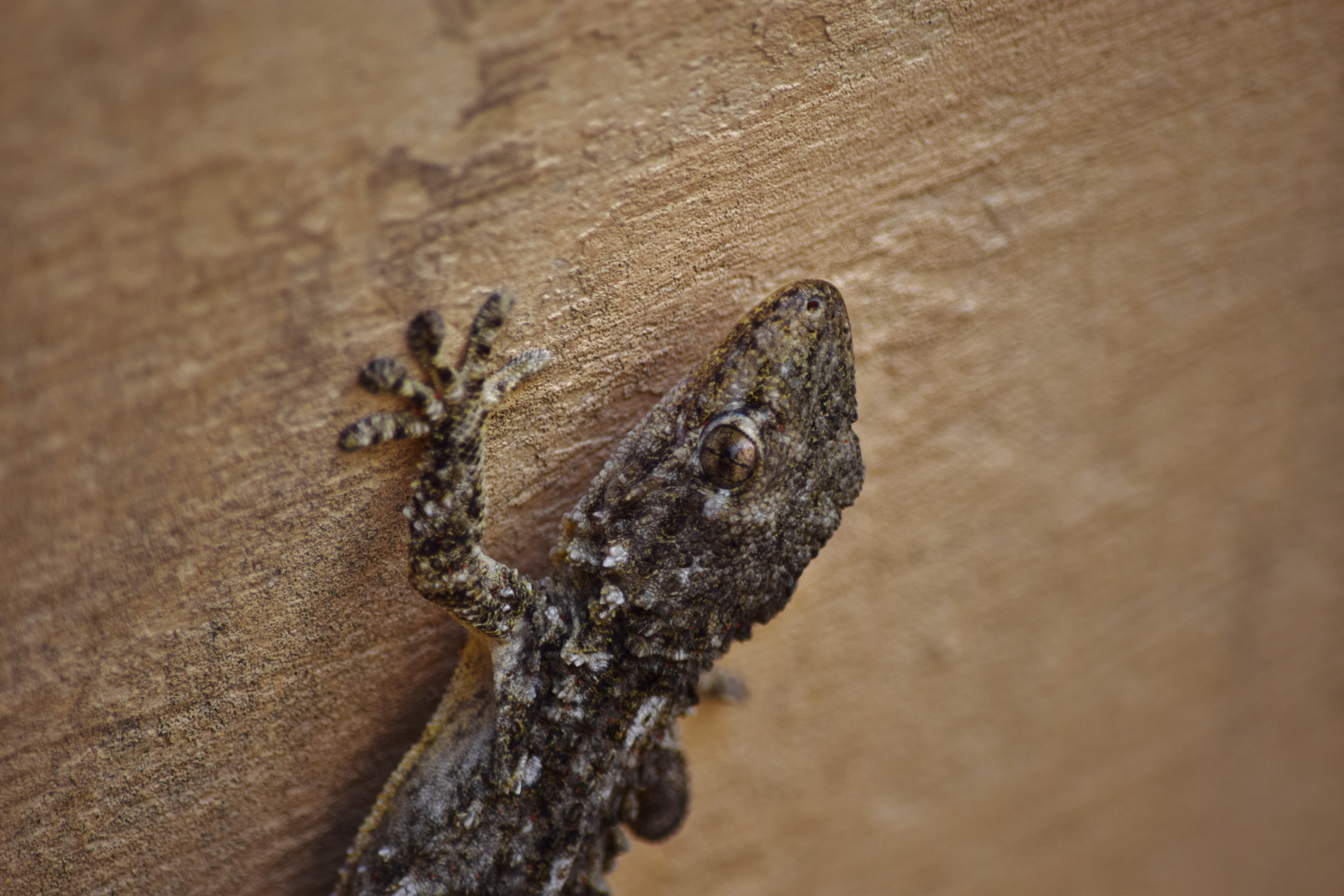 A closeup of a Moorish Gecko crawling on the walls under the lights in Malta