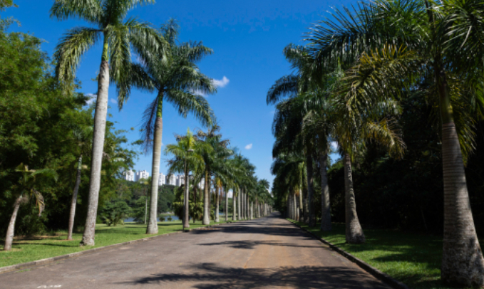 Alameda Von Martius no Jardim Botânico de São Paulo