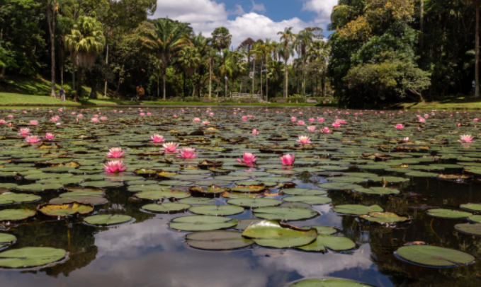 Lago das Ninfeias