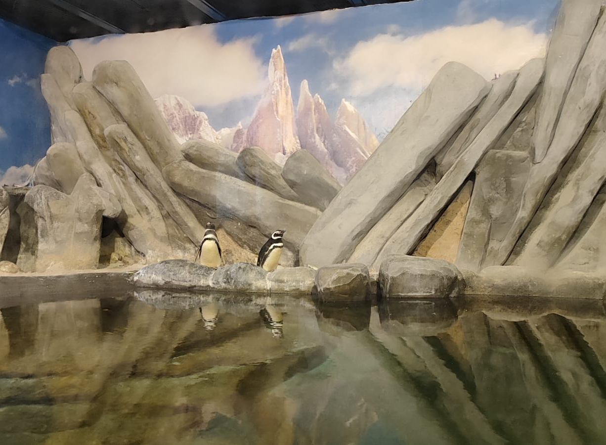 Um casal de pinguins do Zoológico de São Paulo