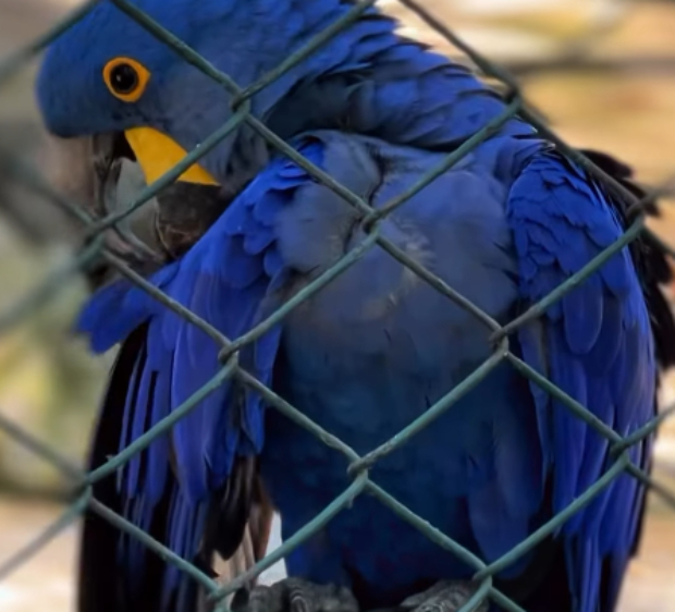 Arara