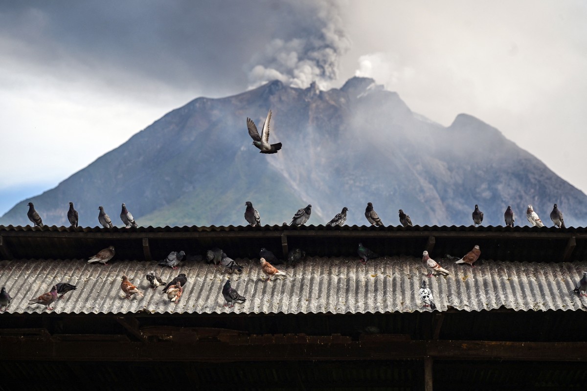 Pombos são vistos diante do Monte Sinabung enquanto ele expele cinzas e fumaça densa, em imagem registrada em Karo, na província de Sumatra do Norte, na manhã de 2 de setembro de 2026.
