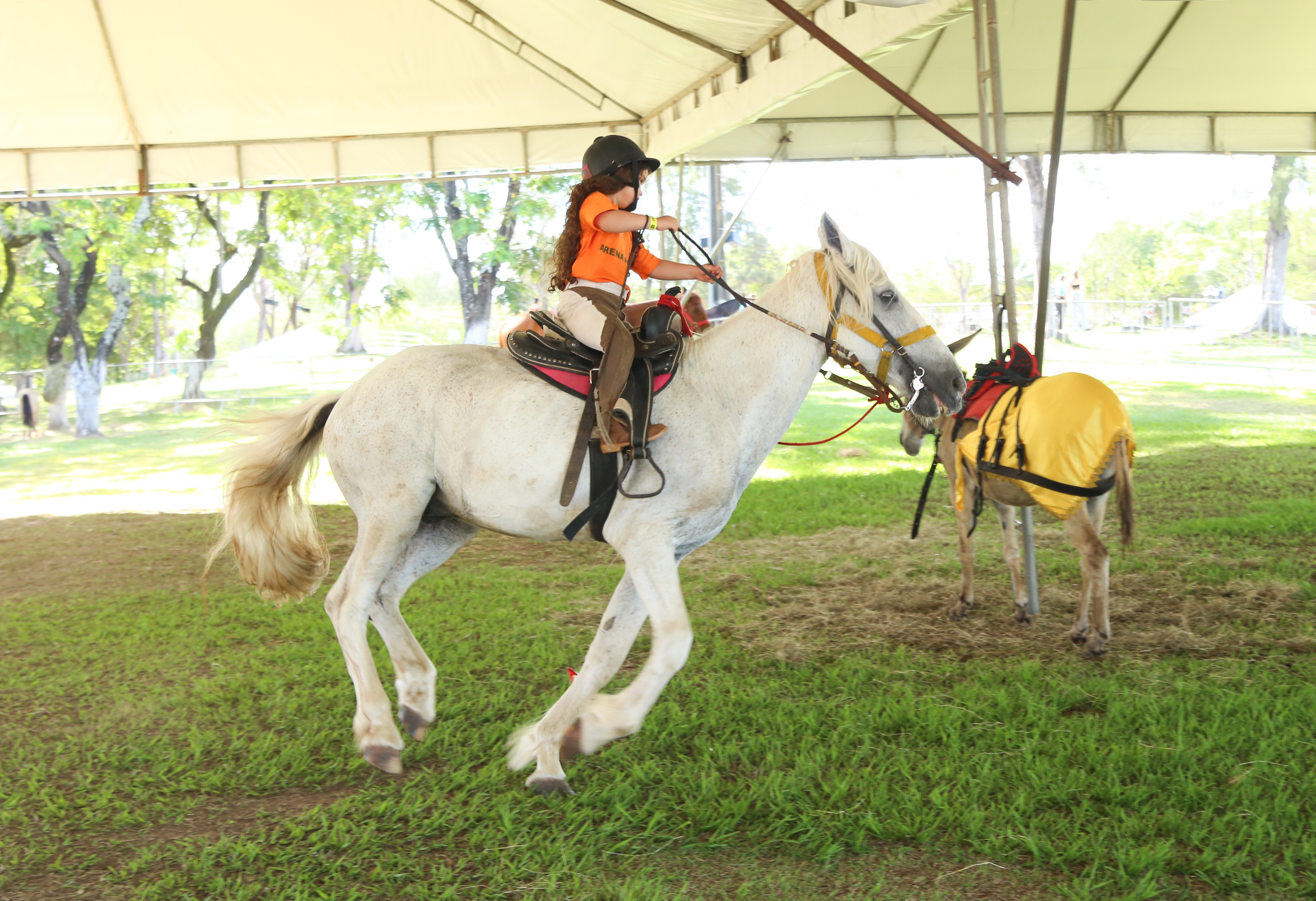 Fenagro 2025: conheça os cavalos que movem o agronegócio baiano
