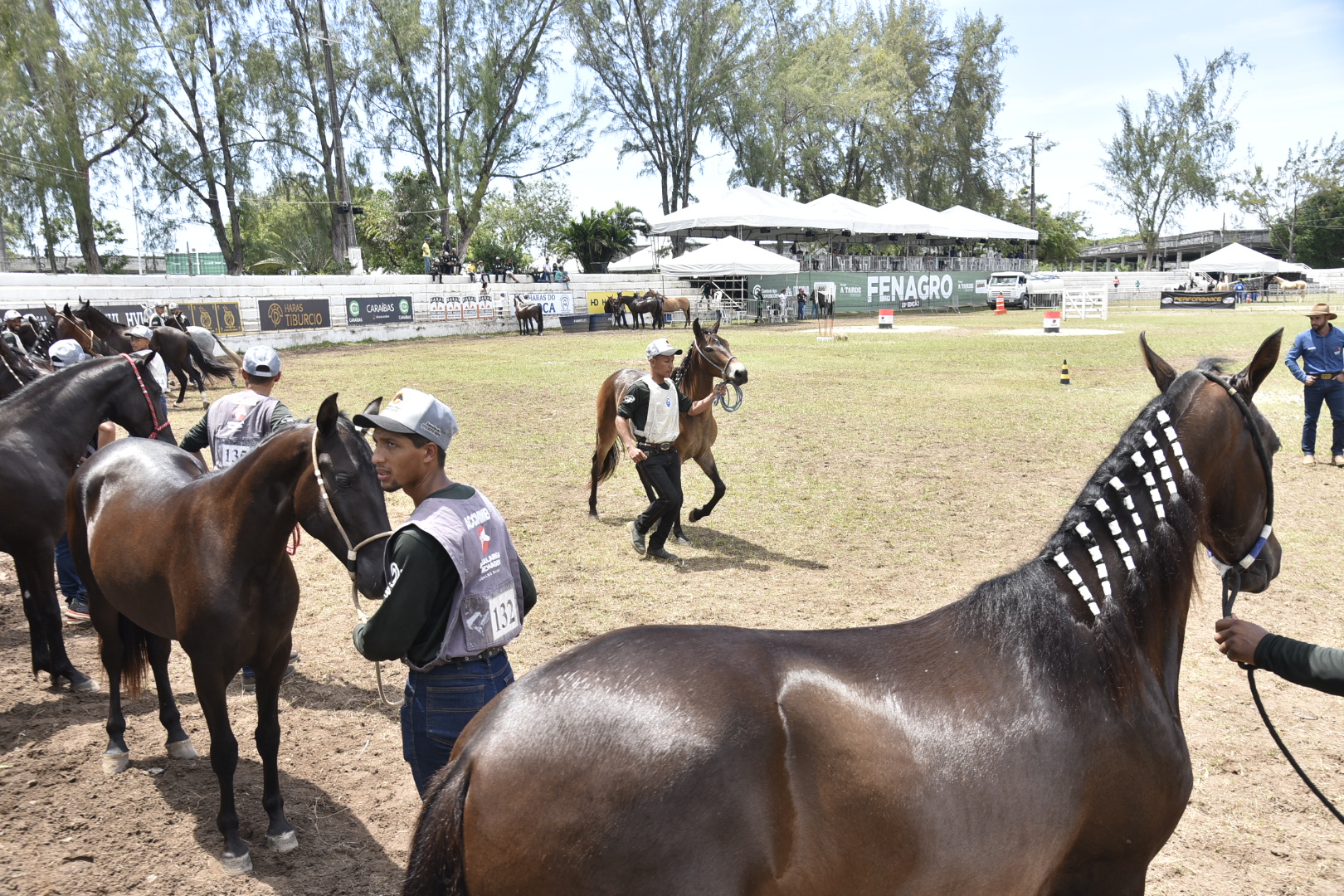 Fenagro 2025: conheça os cavalos que movem o agronegócio baiano