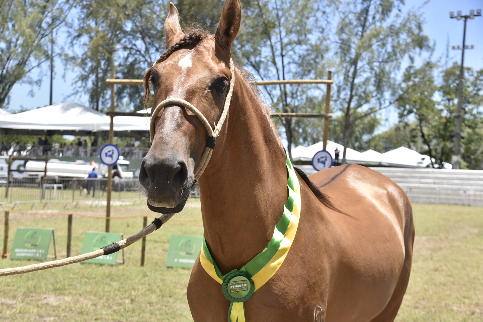 Fenagro 2025: conheça os cavalos que movem o agronegócio baiano