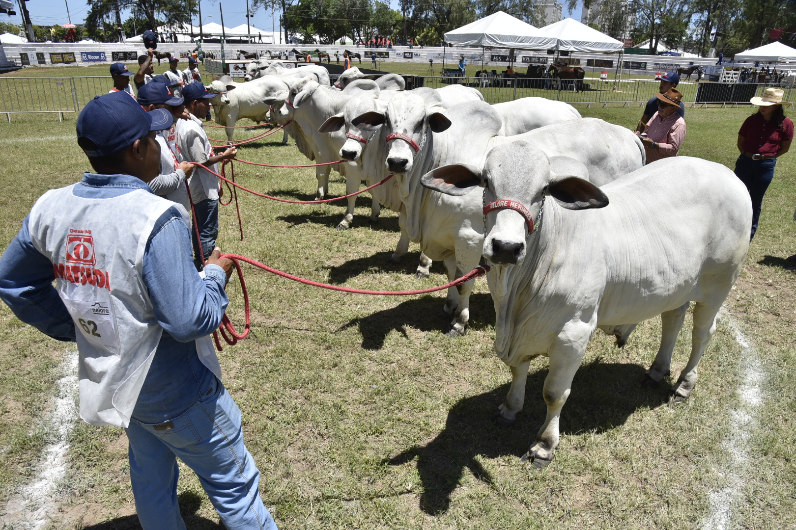 Nelore, Gir e Girolando: conheça as estrelas bovinas da Fenagro 2025