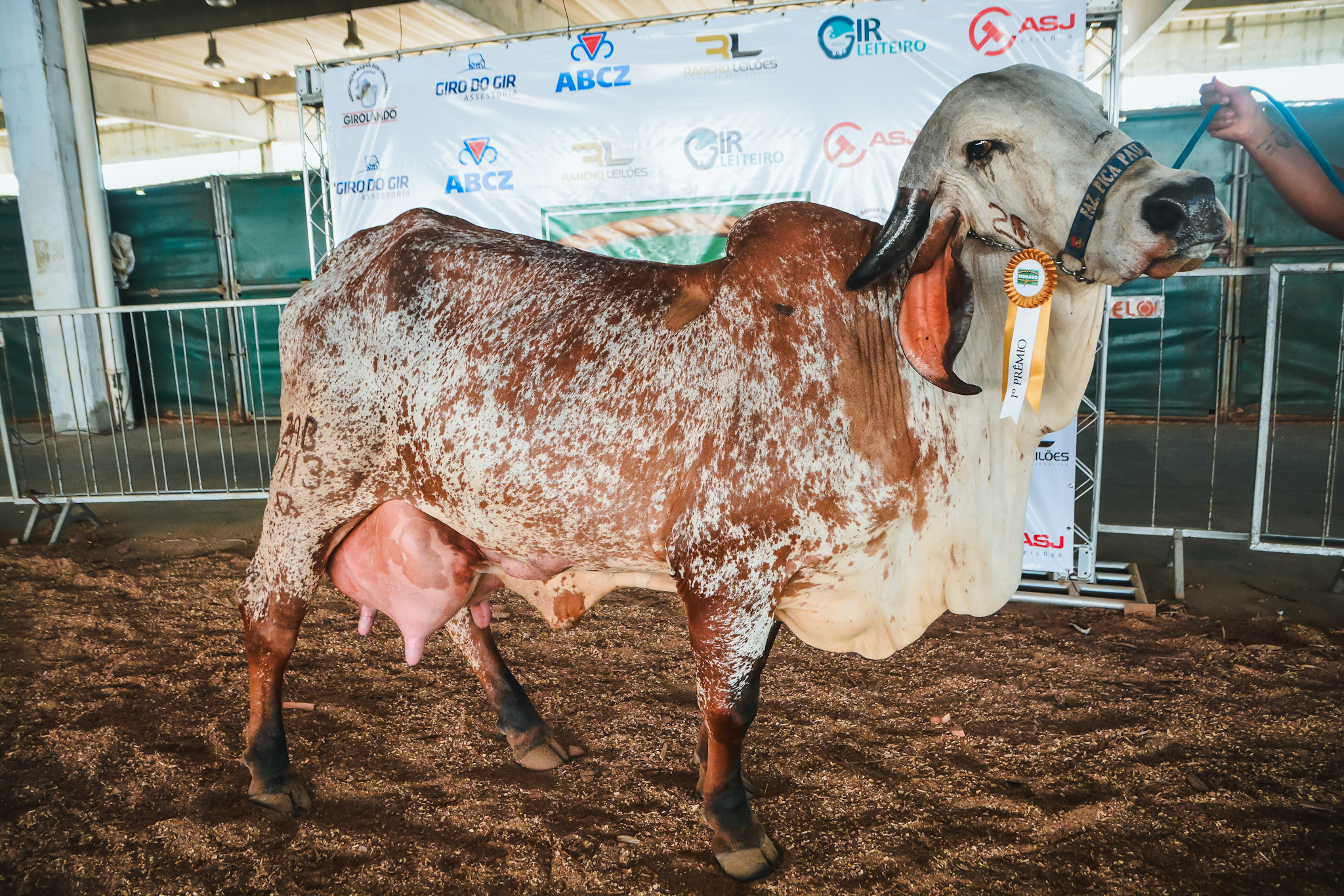 Nelore, Gir e Girolando: conheça as estrelas bovinas da Fenagro 2025