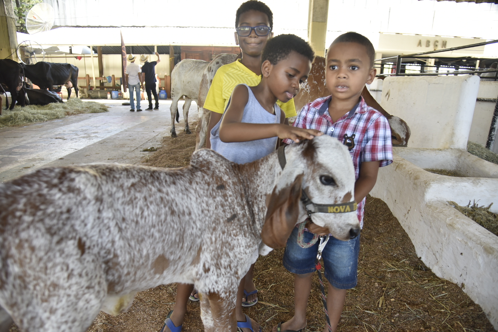 Nelore, Gir e Girolando: conheça as estrelas bovinas da Fenagro 2025