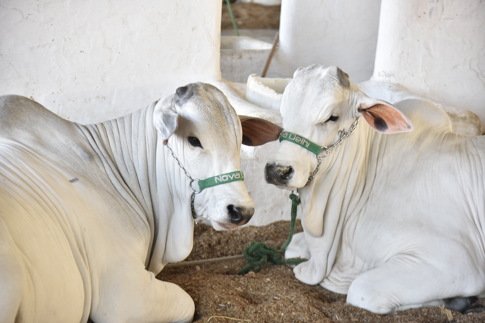 Nelore, Gir e Girolando: conheça as estrelas bovinas da Fenagro 2025