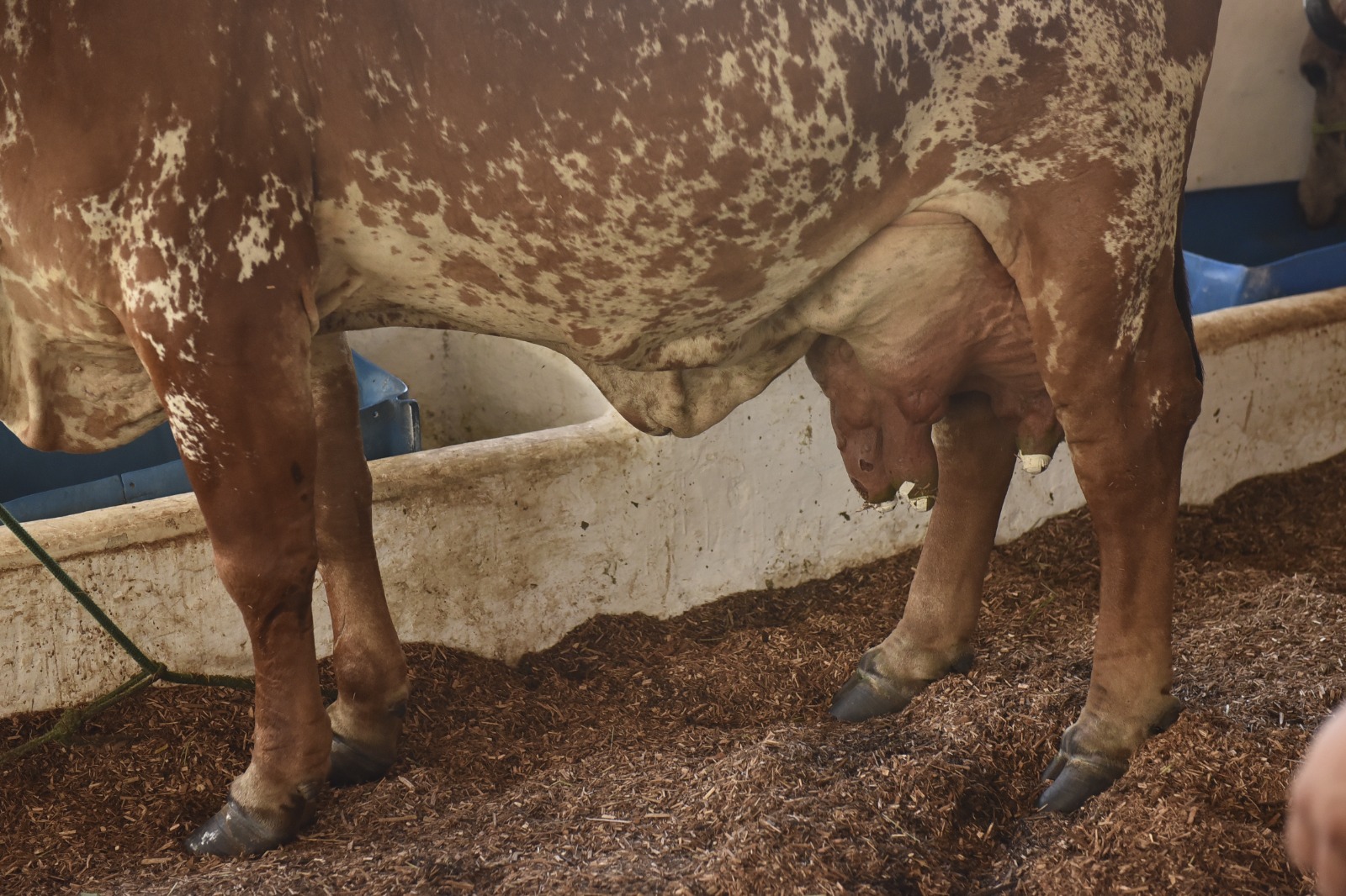 Inacreditável! Vaca ultrapassa 100 kg de leite e quebra recorde histórico