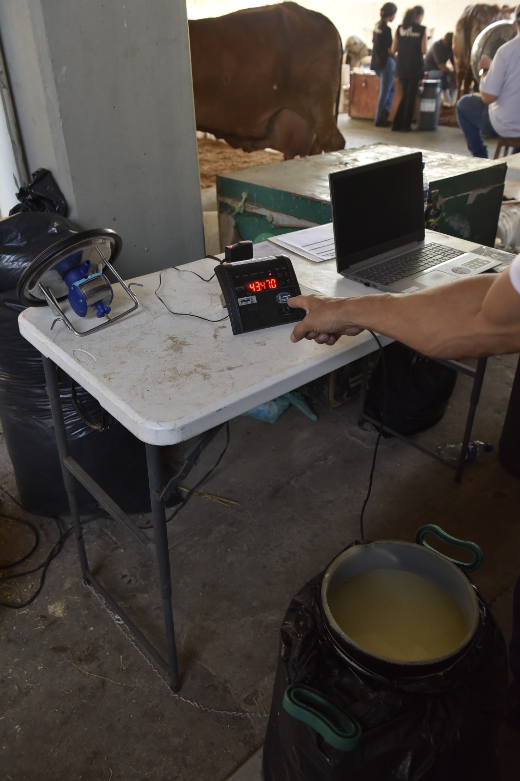 Inacreditável! Vaca ultrapassa 100 kg de leite e quebra recorde