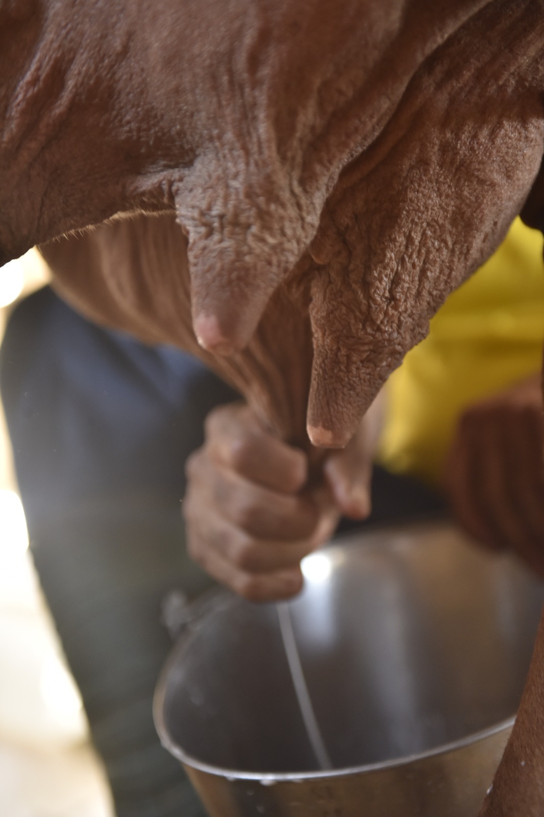 Inacreditável! Vaca ultrapassa 100 kg de leite e quebra recorde