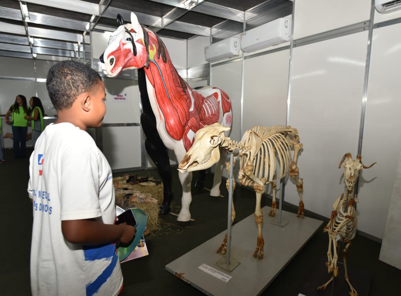 Leão, vísceras e ciência: museu mostra como são os animais por dentro