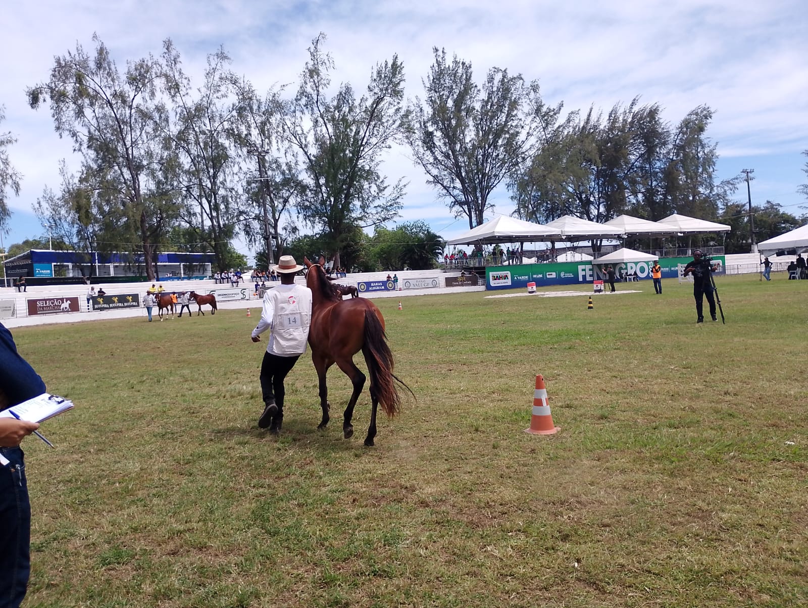 Primeiro campeonato: potros Mangalarga dão show na Fenagro 2025