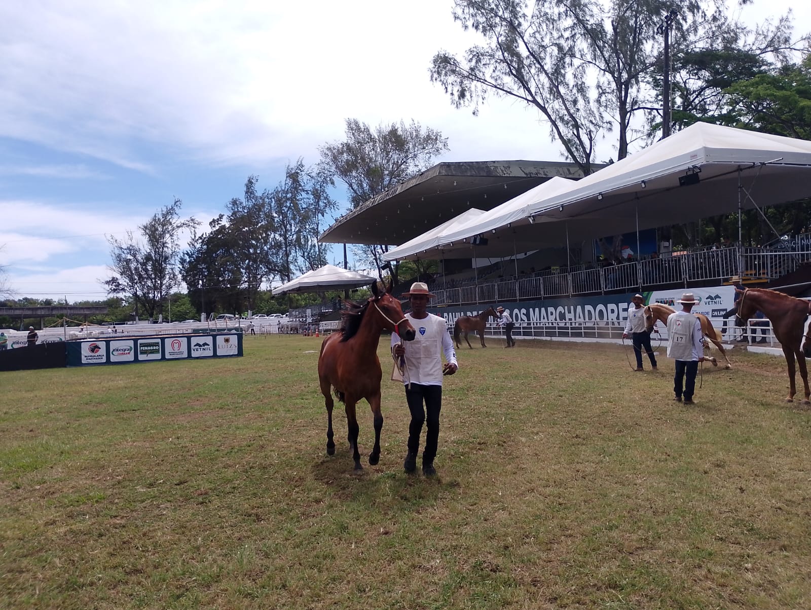 Primeiro campeonato: potros Mangalarga dão show na Fenagro 2025