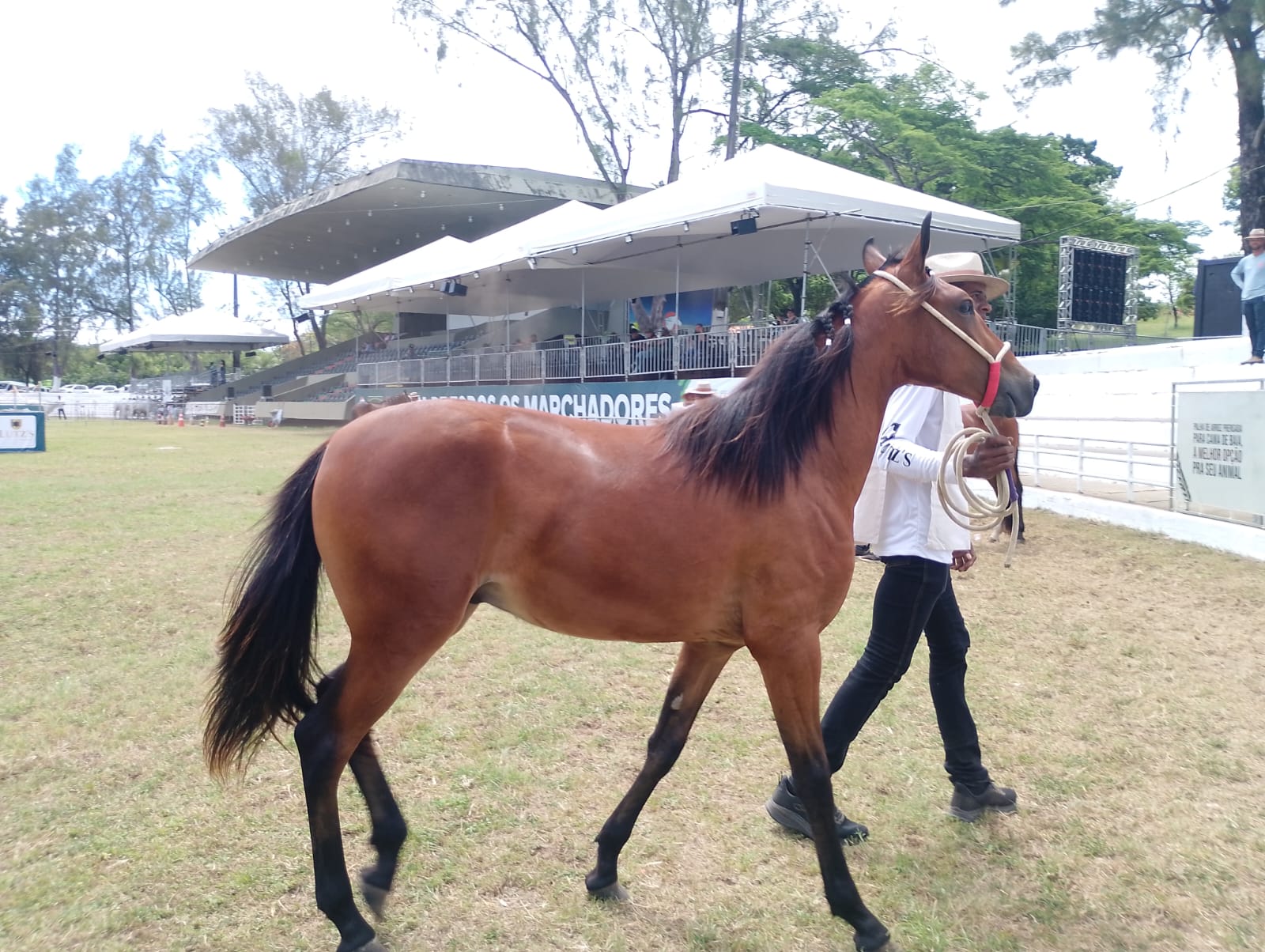 Primeiro campeonato: potros Mangalarga dão show na Fenagro 2025