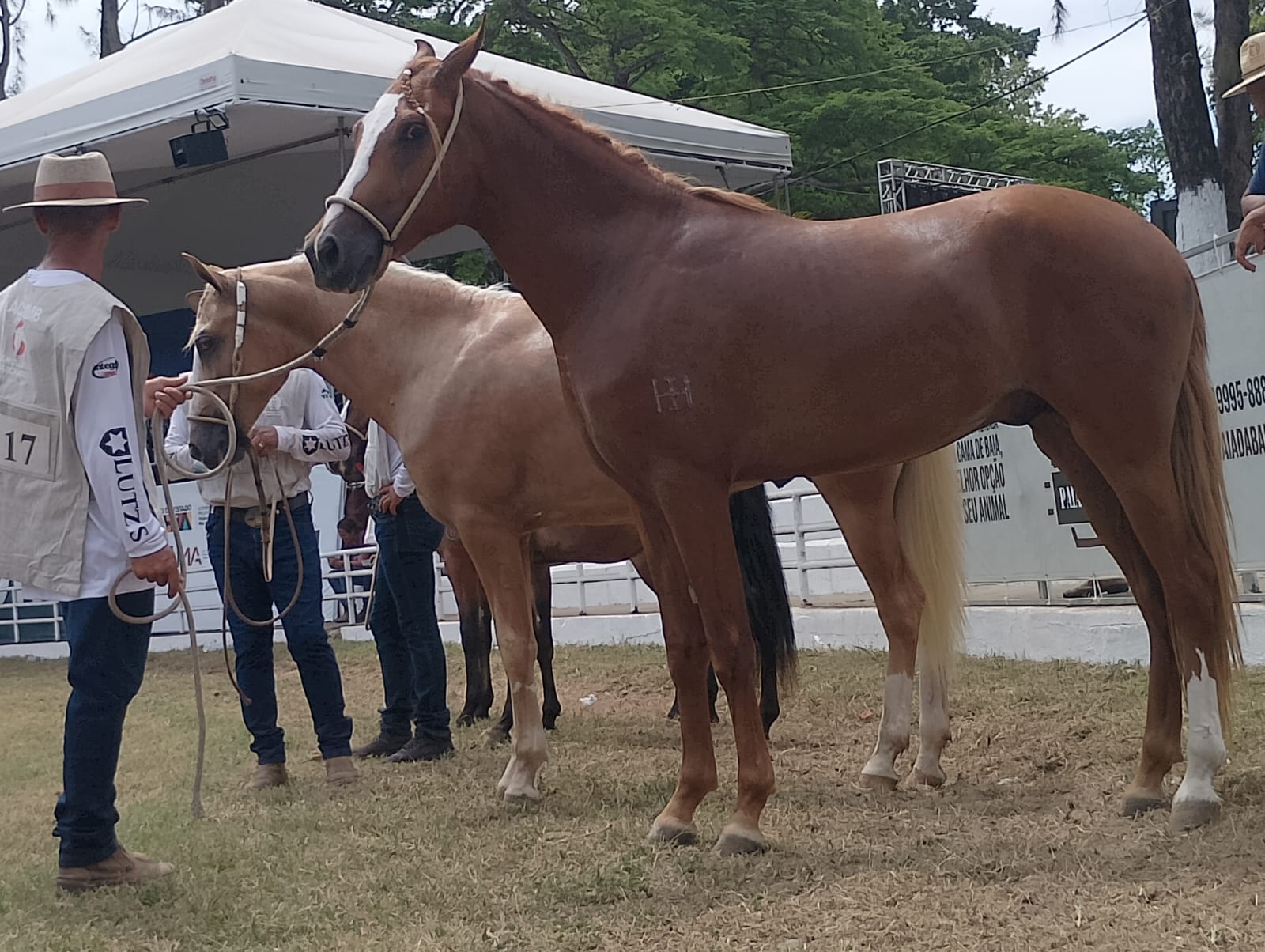 Primeiro campeonato: potros Mangalarga dão show na Fenagro 2025