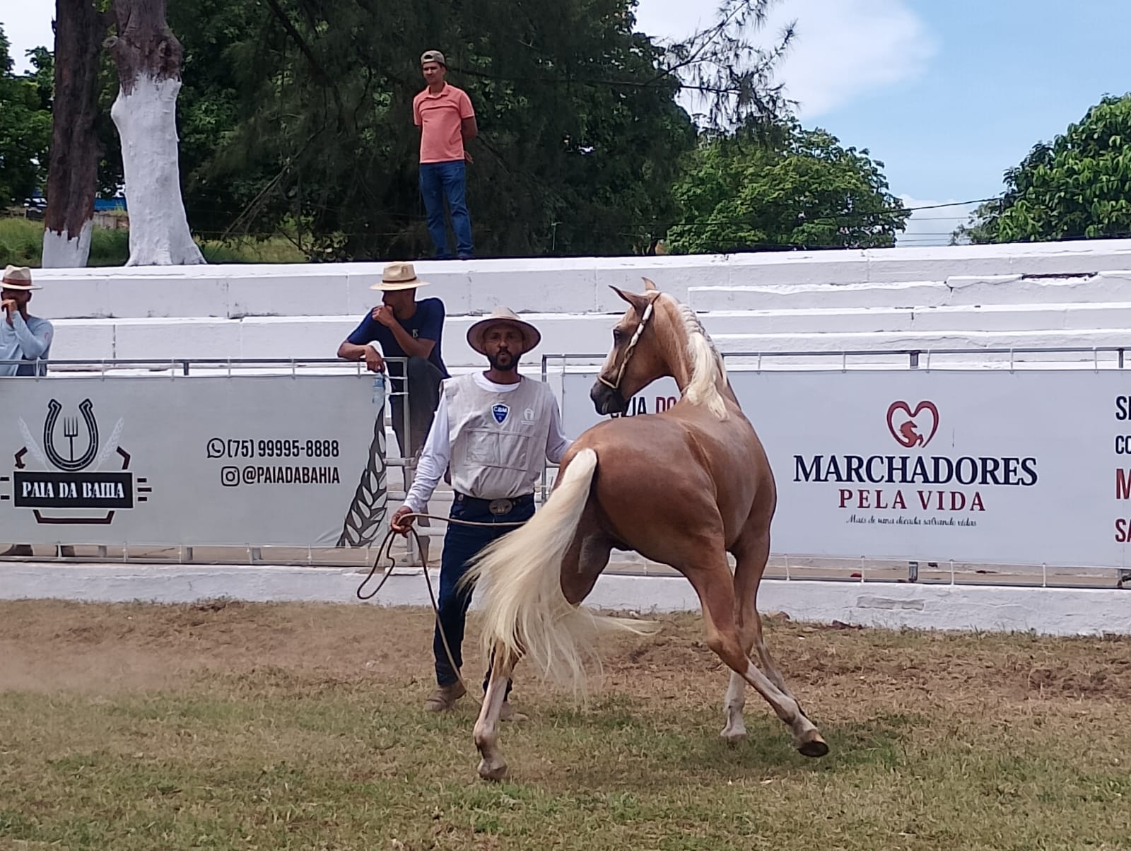 Primeiro campeonato: potros Mangalarga dão show na Fenagro 2025