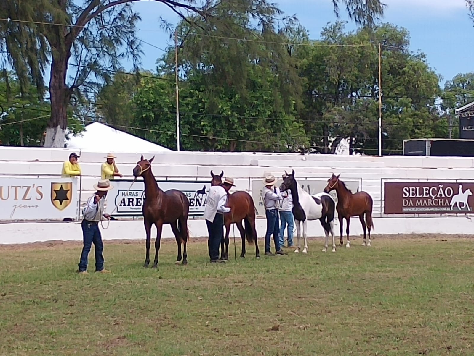 Primeiro campeonato: potros Mangalarga dão show na Fenagro 2025