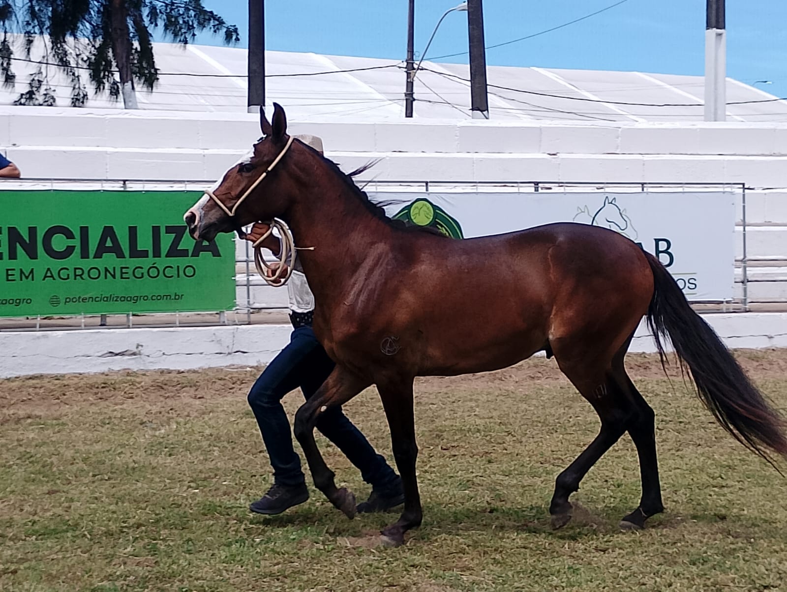 Primeiro campeonato: potros Mangalarga dão show na Fenagro 2025