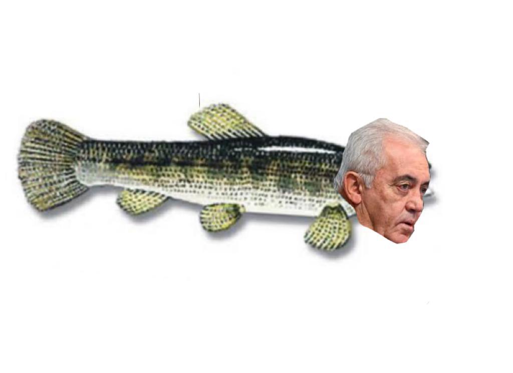 Imagem ilustrativa da imagem O Carrasco - Traíra do Rio São Francisco