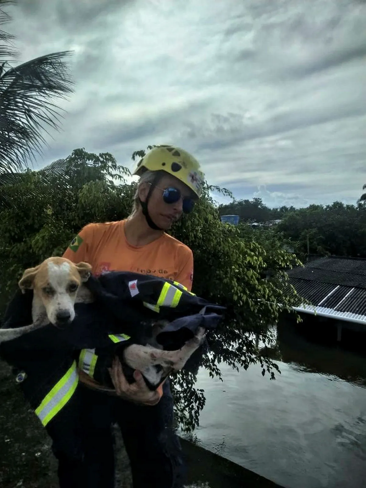 Animais afetados pela inundação foram resgatados