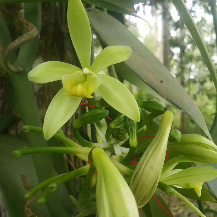 A espécie V.planifolia nasce de uma orquídea