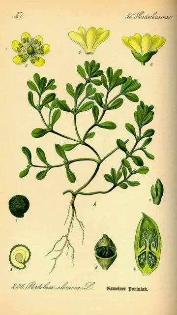 Da família Portulaca oleracea, a planta tem grande potencial nutritivo