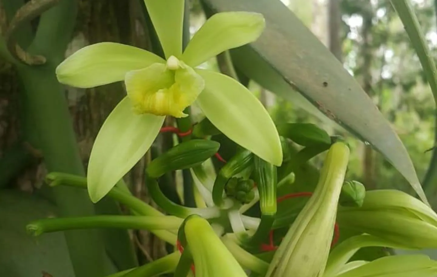 A espécie V.planifolia nasce de uma orquídea