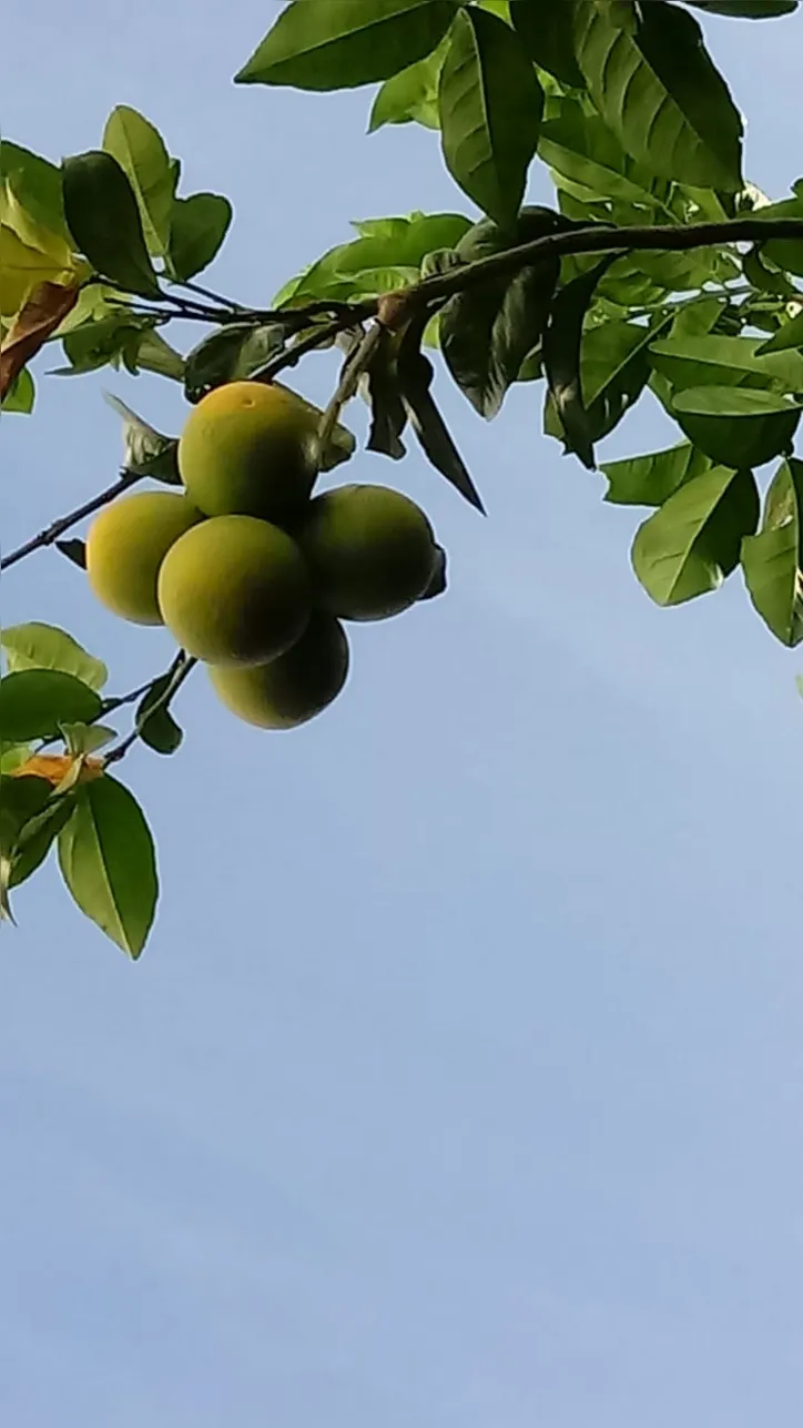 As frutas são as grandes vedetes do pomar